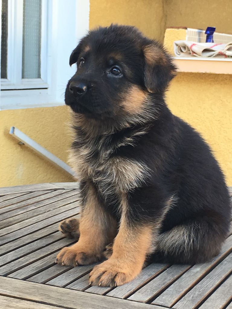pablo